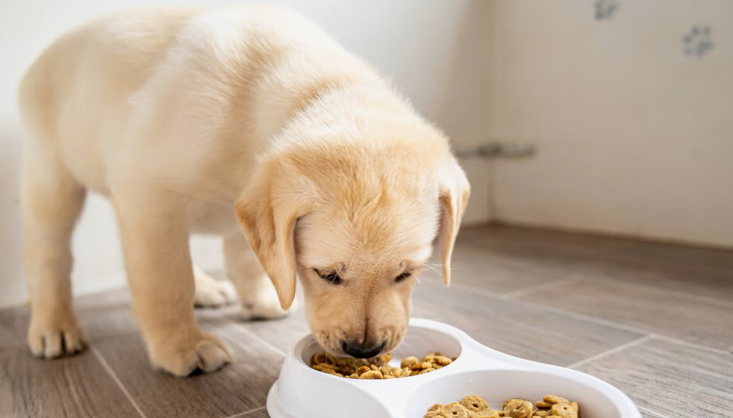 Top 10 Myths About Kidney Care Dog Food Debunked