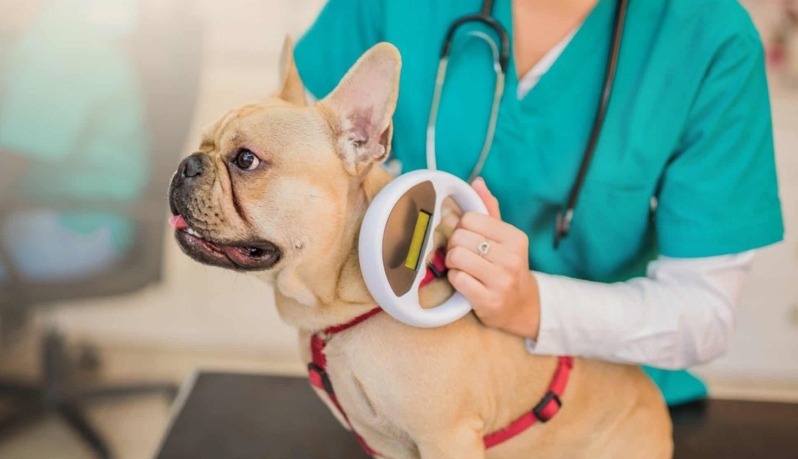 The Comprehensive Guide to Pet Microchipping: Procedure, Benefits, Responsibilities, and Aftercare