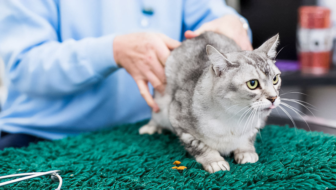 Why Pets Behave Differently in a Grooming Van vs a Salon