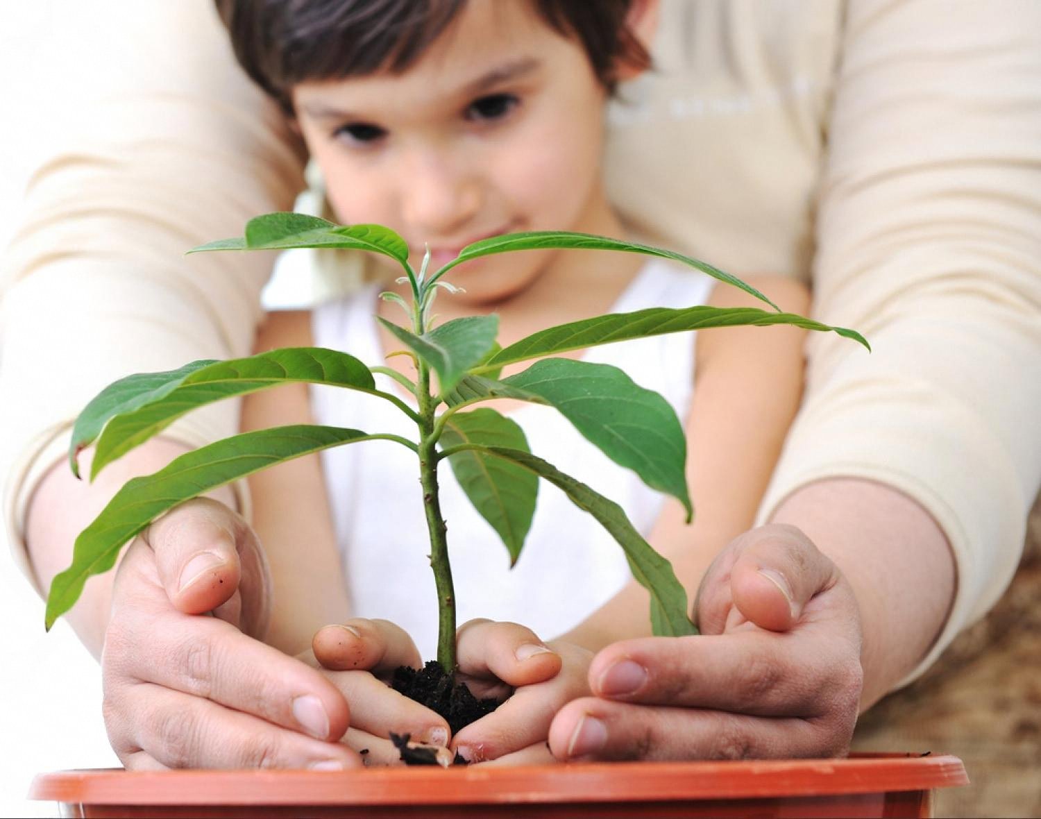 A child and adult hands holding a small plant, symbolising nurturing education and human development